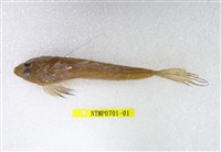 藏品(長崎斜棘(魚銜))的圖片